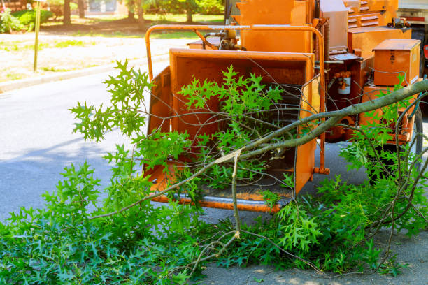 Trusted St James, NY Tree Removal Experts