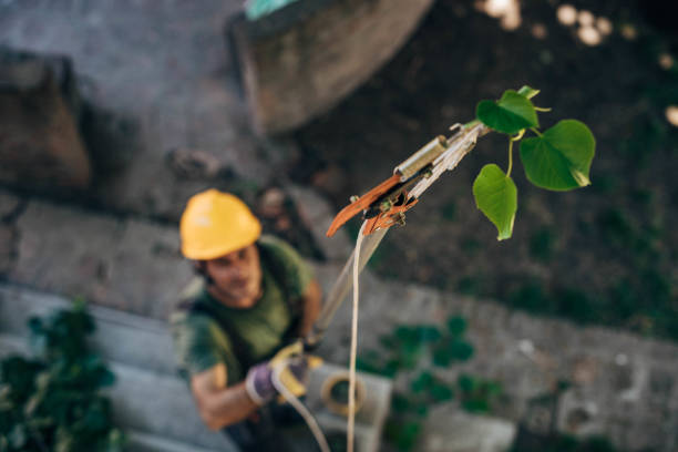 How Our Tree Care Process Works  in  St James, NY